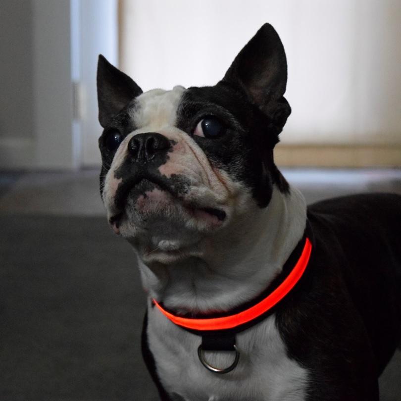 BrightNight Collar